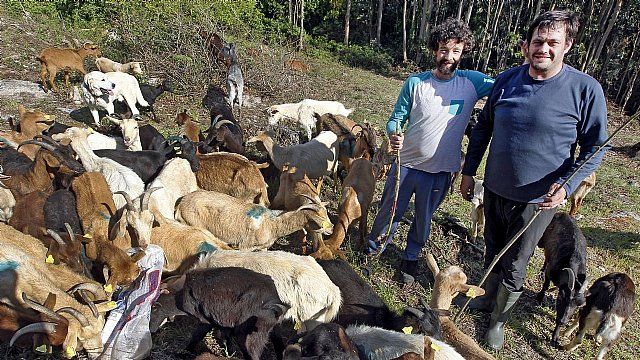Nace en Cambados Cabrozadora, el negocio de limpiar el monte rumiando
